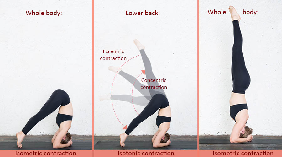 Spiercontracties-voor-sterkte-flexibiliteit-in-Yoga