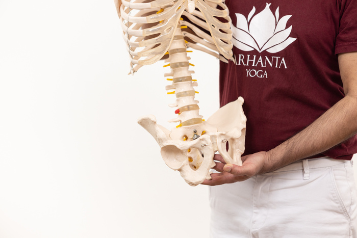 Een yogaleraar toont het bekken van een anatomisch skeletmodel. Een yogaleraar toont het bekken van een anatomisch skeletmodel.